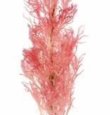 Smoke tree (Cotinus) with one seed head (27 x 10 cm), 68 cm