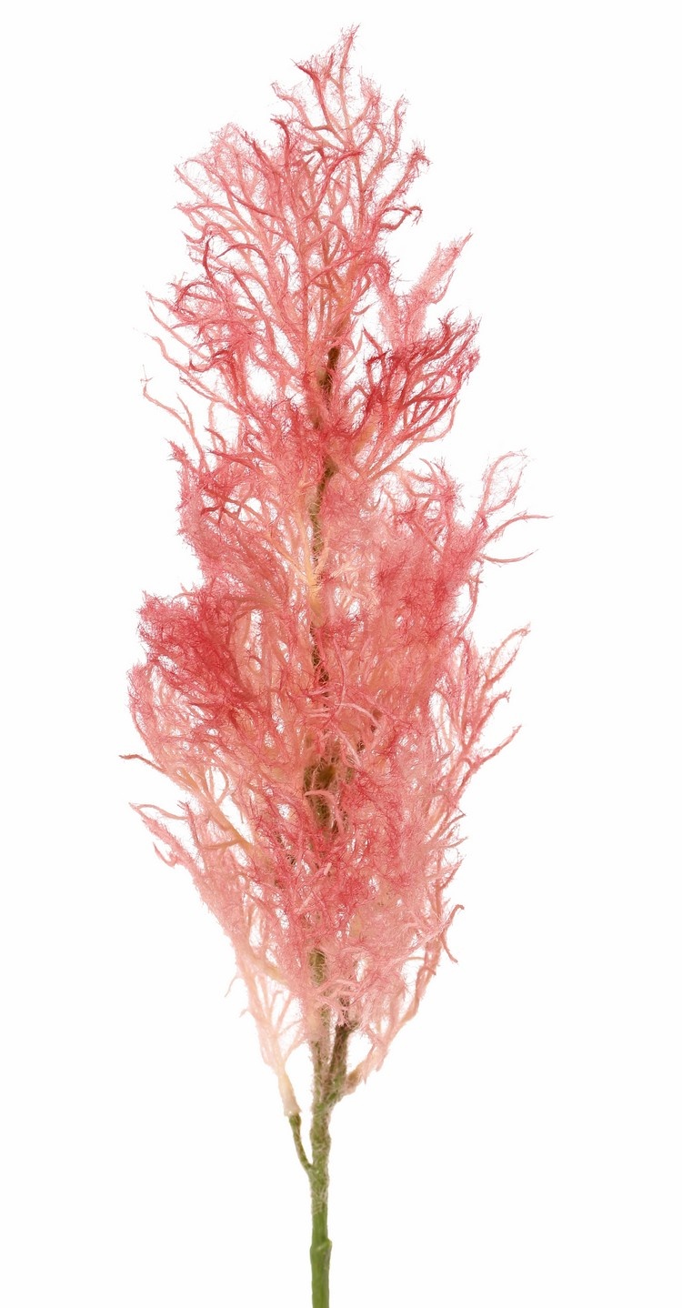 Smoke tree (Cotinus) with one seed head (27 x 10 cm), 68 cm