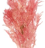 Smoke tree (Cotinus) with one seed head (27 x 10 cm), 68 cm