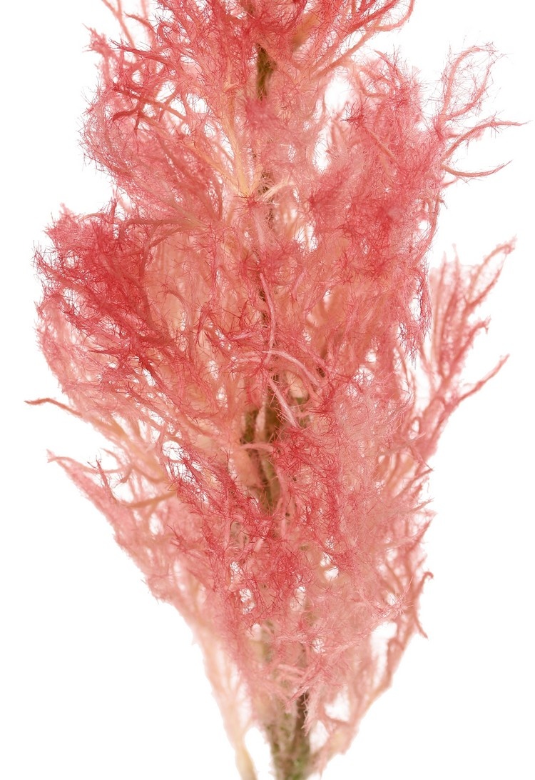 Smoke tree (Cotinus) with one seed head (27 x 10 cm), 68 cm