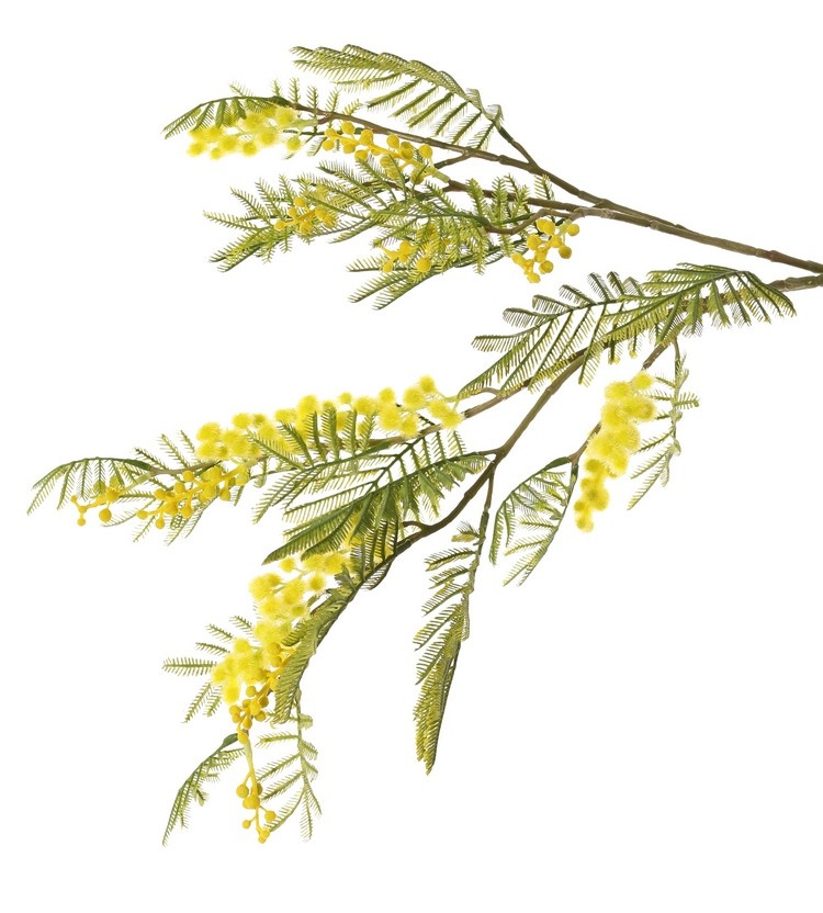 Mimosenzweig (Acacia dealbata), 5-fach verzweigt, mit 25 Blattbüscheln, 8 Knospen & 7 Blütenbüscheln, 77 cm