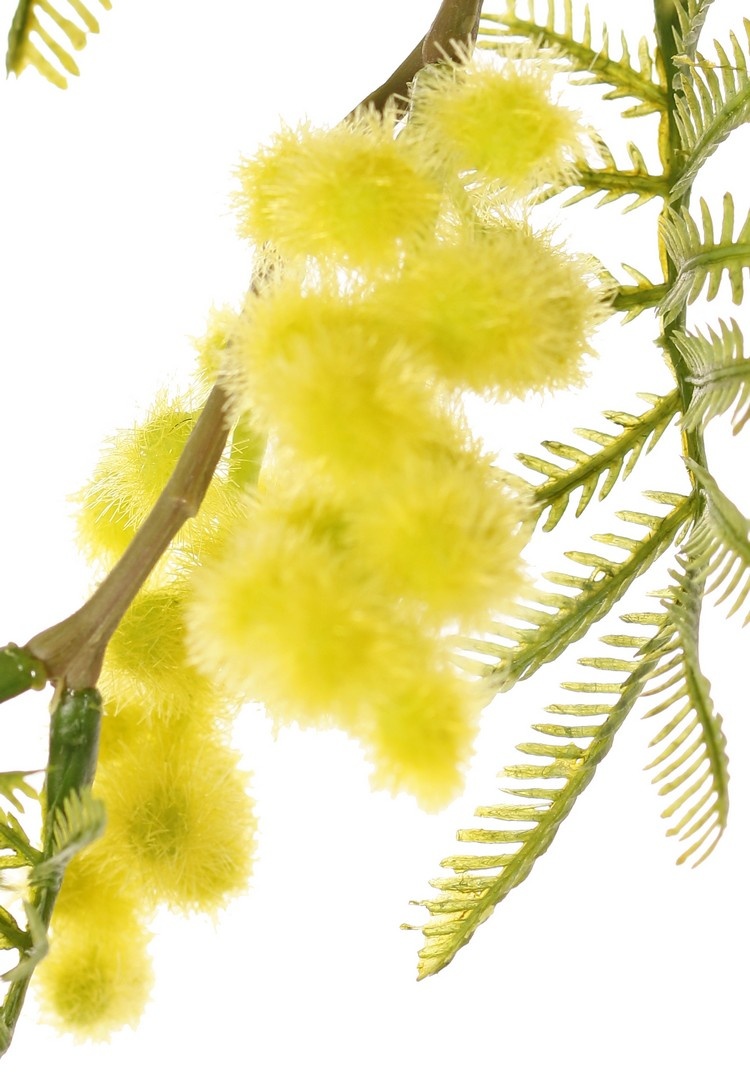 Mimosa Branch (Acacia dealbata), 5x branched, with 25 leaf tufts, 8 bud clusters & 7 flower clusters, 77 cm