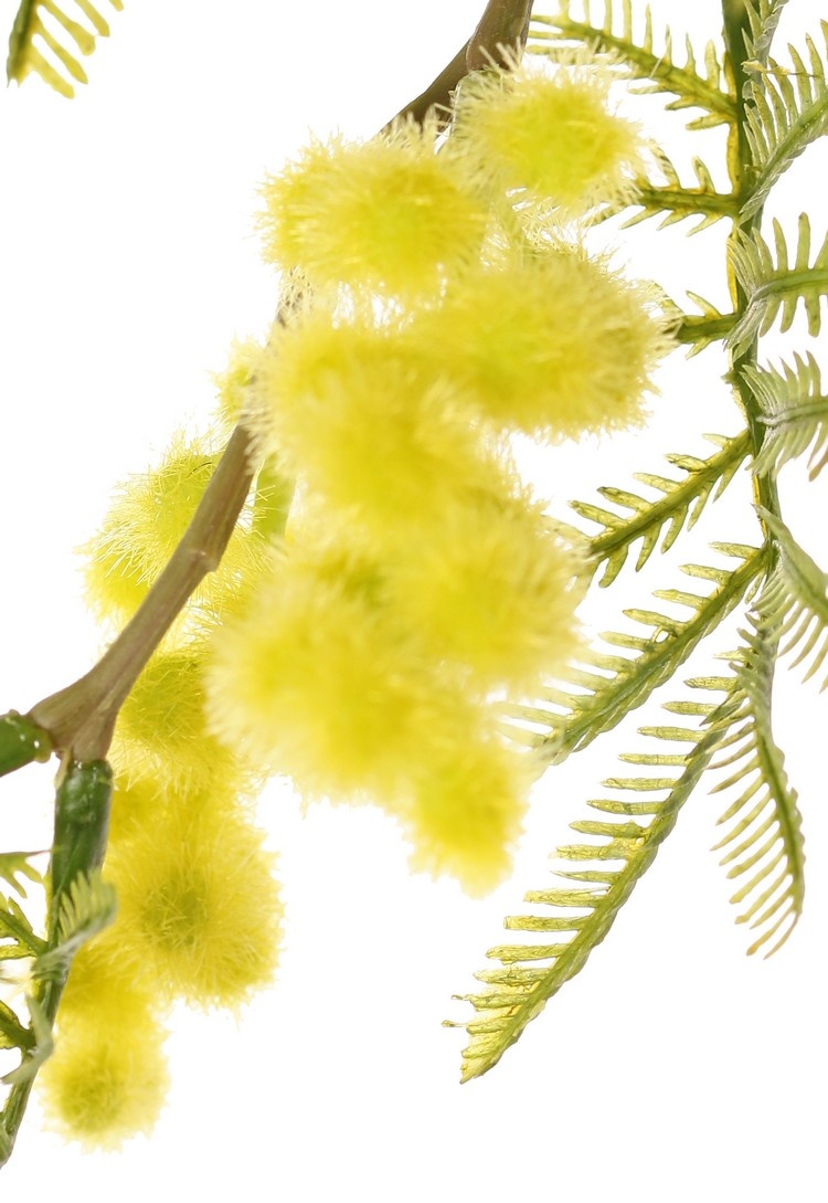 Mimosatak (Acacia dealbata), 5x vertakt, met 25 bladtoeven, 8 knopclusters & 7 bloemclusters, 77 cm