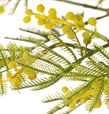 Mimosenzweig (Acacia dealbata), 5-fach verzweigt, mit 25 Blattbüscheln, 8 Knospen & 7 Blütenbüscheln, 77 cm
