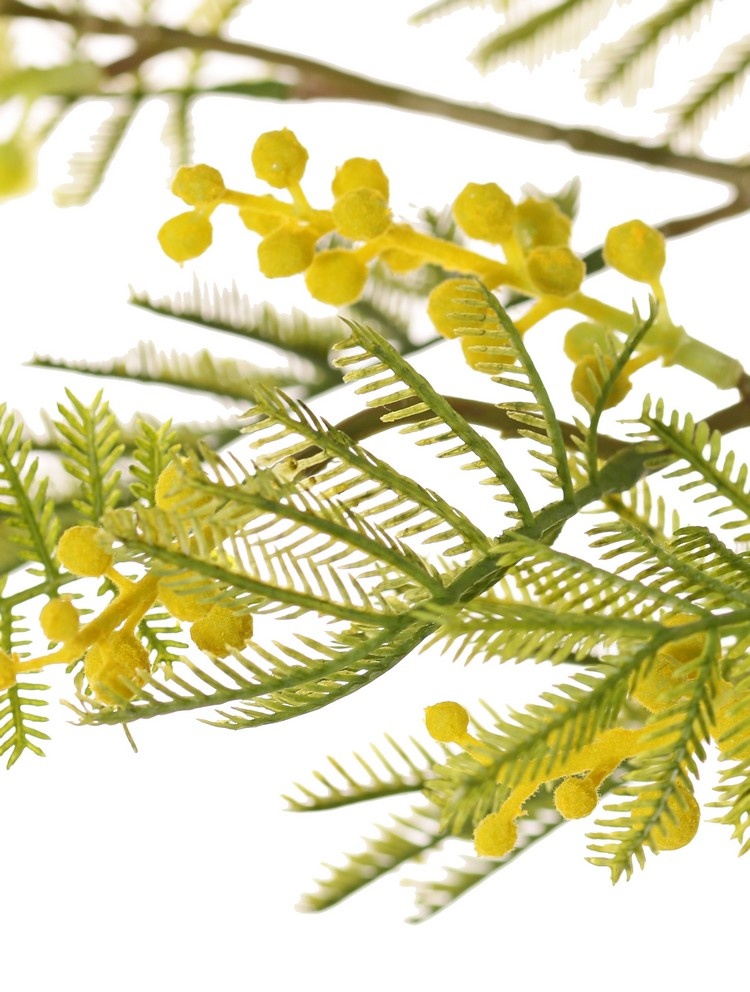 Mimosa Branch (Acacia dealbata), 5x branched, with 25 leaf tufts, 8 bud clusters & 7 flower clusters, 77 cm