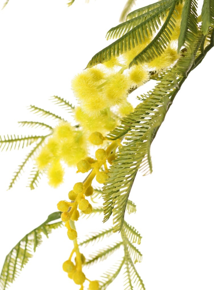 Mimosa Branch (Acacia dealbata), 5x branched, with 25 leaf tufts, 8 bud clusters & 7 flower clusters, 77 cm