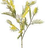 Mimosa Branch (Acacia dealbata), 5x branched, with 25 leaf tufts, 8 bud clusters & 7 flower clusters, 77 cm