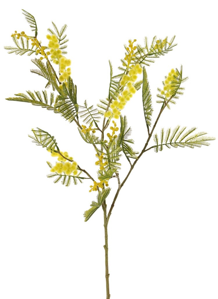 Mimosenzweig (Acacia dealbata), 5-fach verzweigt, mit 25 Blattbüscheln, 8 Knospen & 7 Blütenbüscheln, 77 cm