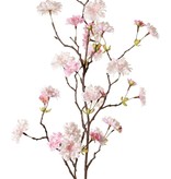 Peach Blossom Branch (Prunus persica) 'XL', with 23 flowers, 9 flower buds & 10 leaf tufts, 110 cm