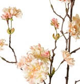 Peach Blossom Branch (Prunus persica) 'XL', with 23 flowers, 9 flower buds & 10 leaf tufts, 110 cm