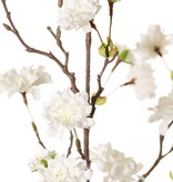 Pfirsichblütenzweig (Prunus persica) 'XL', mit 23 Blüten, 9 Blütenknospen & 10 Blattbüscheln, 110 cm