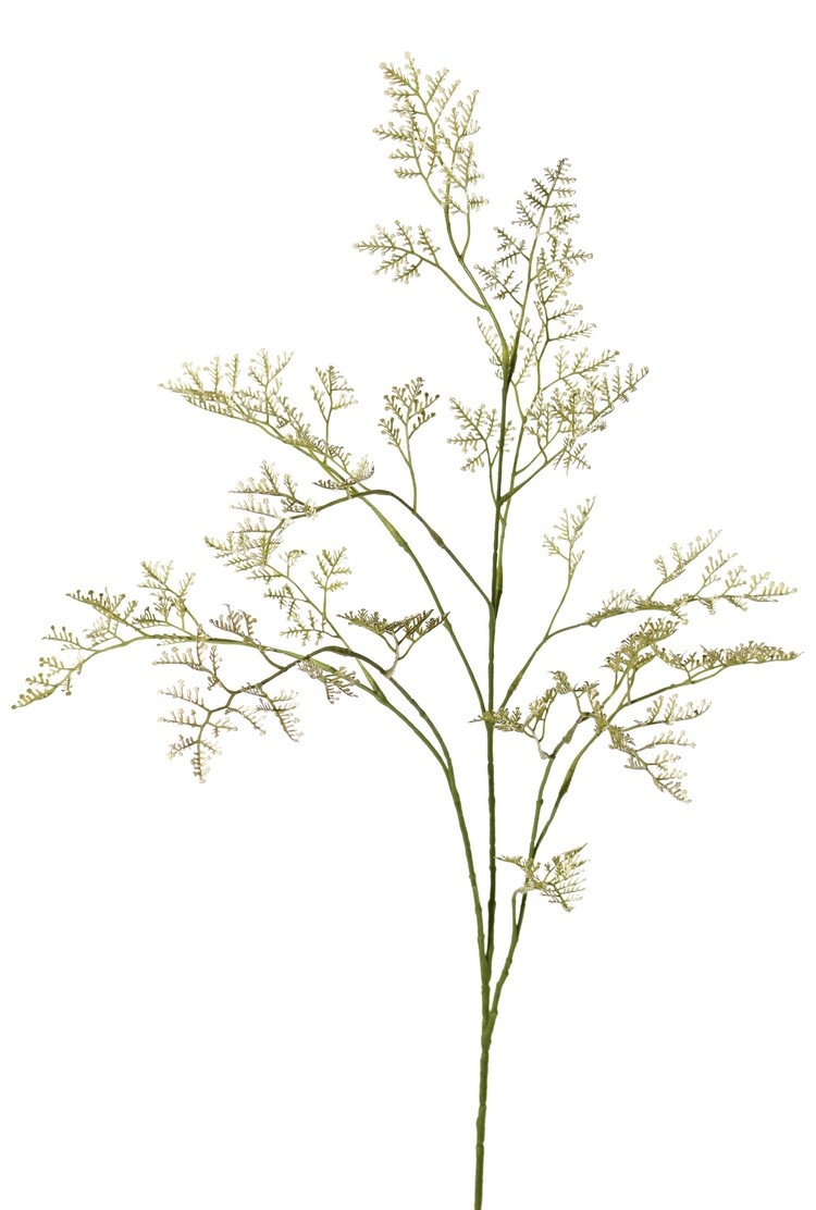 Limonium (sea-lavender, statice, marsh-rosemary) 3x branched, 57 inflorescences, 100 cm