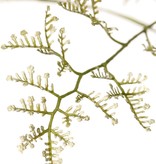 Limonium (sea-lavender, statice, marsh-rosemary) 3x branched, 57 inflorescences, 100 cm