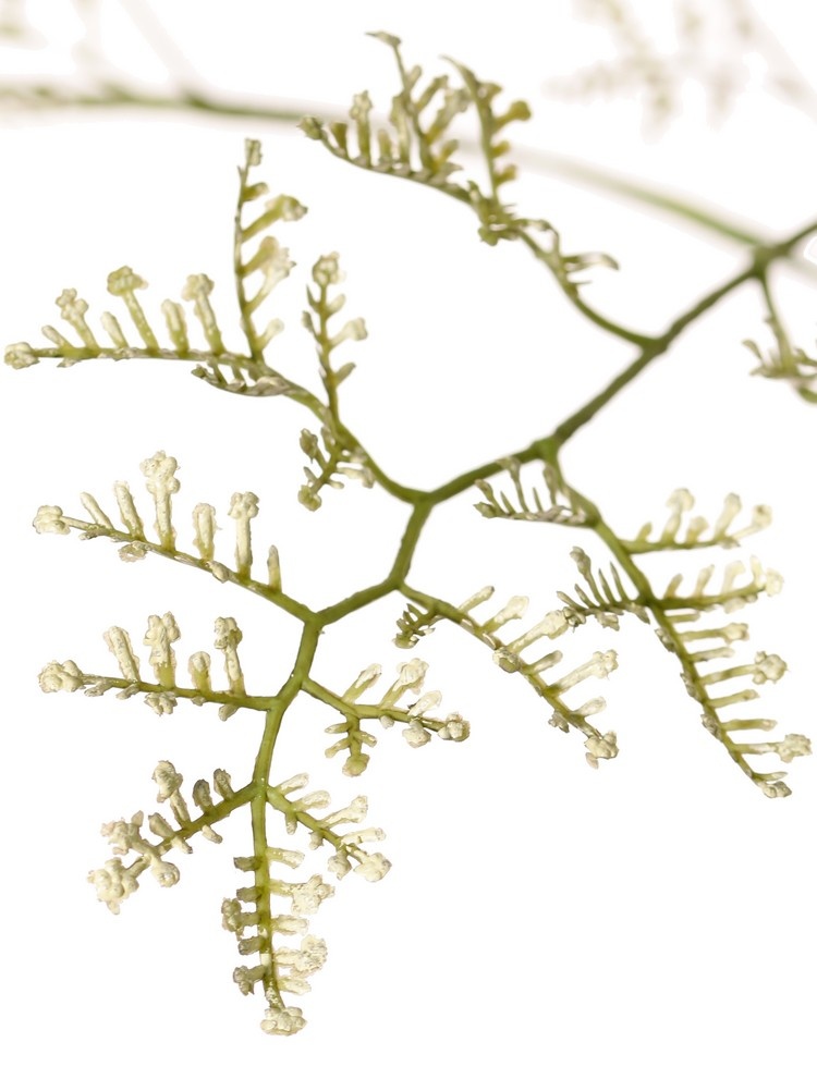 Limonium (sea-lavender, statice, marsh-rosemary) 3x branched, 57 inflorescences, 100 cm