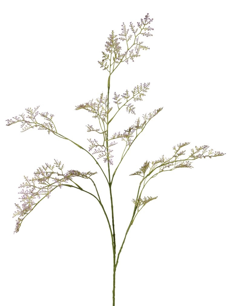 Limonium (sea-lavender, statice, marsh-rosemary) 3x branched, 57 inflorescences, 100 cm