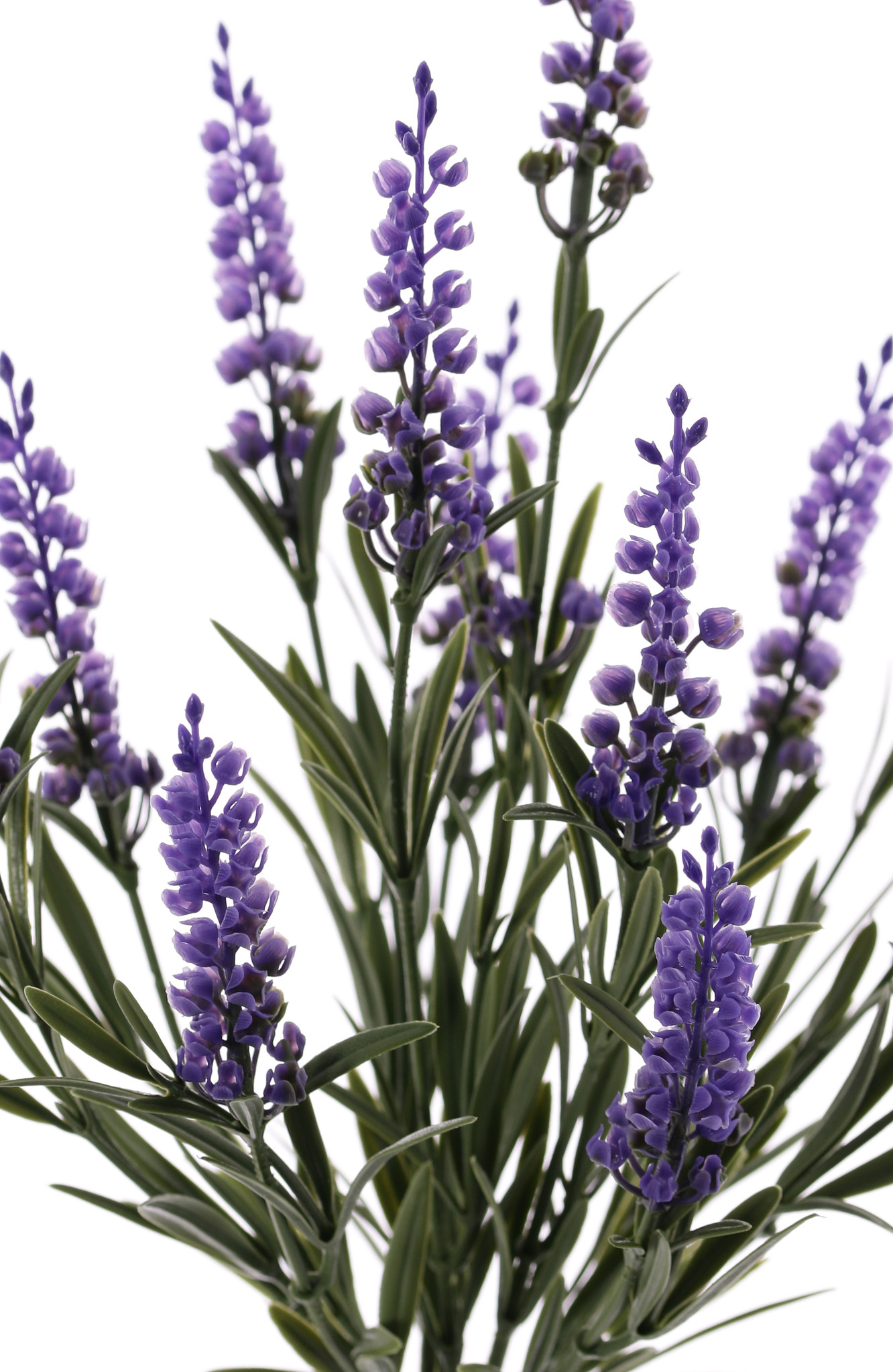 Lavendel (Lavandula), 12 Rispen & 42 Blätter, UV sicher, H.35cm