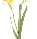 Narcis "de Luxe", 5 bloemen (Ø 6cm) , 2 knoppen & 3 bladeren, (grijs-groen blad), 53cm
