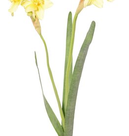 Narcissus "de Luxe", 5 flores, 2 capullos & 3 hojas, 53cm