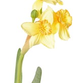 Daffodil "de Luxe", 5 flowers, 2 buds & 3 lvs., (greygreen lvs), 53cm