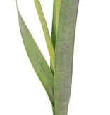 Daffodil "de Luxe", 5 flowers, 2 buds & 3 lvs., (greygreen lvs), 53cm