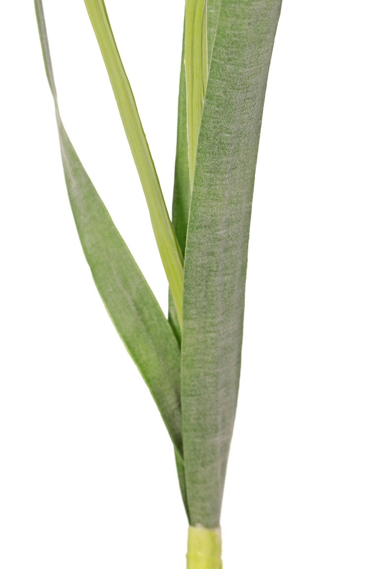 Daffodil "de Luxe", 5 flowers, 2 buds & 3 lvs., (greygreen lvs), 53cm