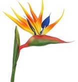 Strelitzia, Bird of Paradise x8flowerleaves, 80cm