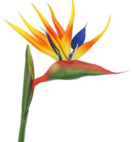 Strelitzia (Paradijsvogelbloem) x8flowerleaves, 80cm