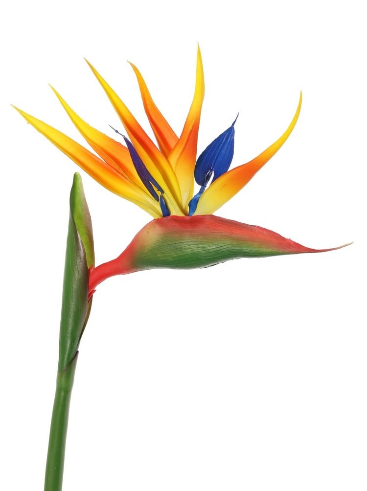 Strelitzia