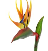 Strelitzia, Bird of Paradise x8flowerleaves, 80cm
