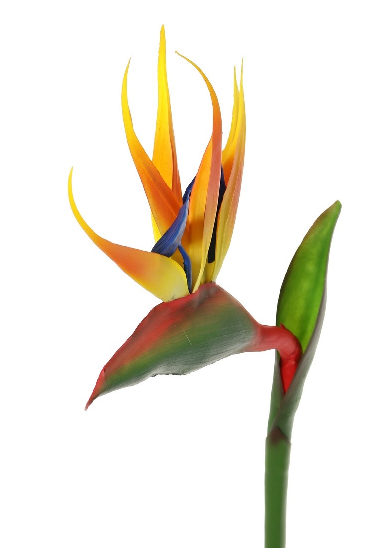 Strelitzia (Paradiesvogelblume) x8flowerleaves, 80cm