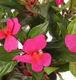 Impatiens bush x13, 25cm