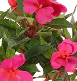 Impatiens bush x13, 25cm