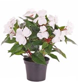 Impatiens struik x13 in pot 25cm