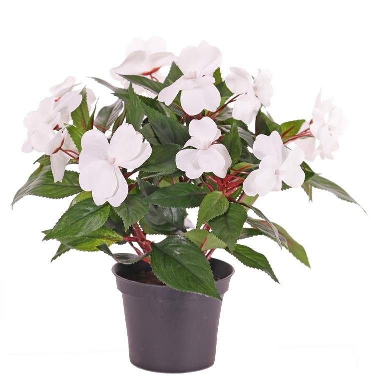 Impatiens x 13, 25 cm mit Topf