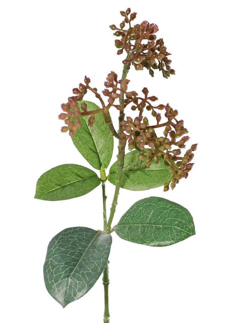 Rama Viburnum Tinus ,  5 hojas, 35cm