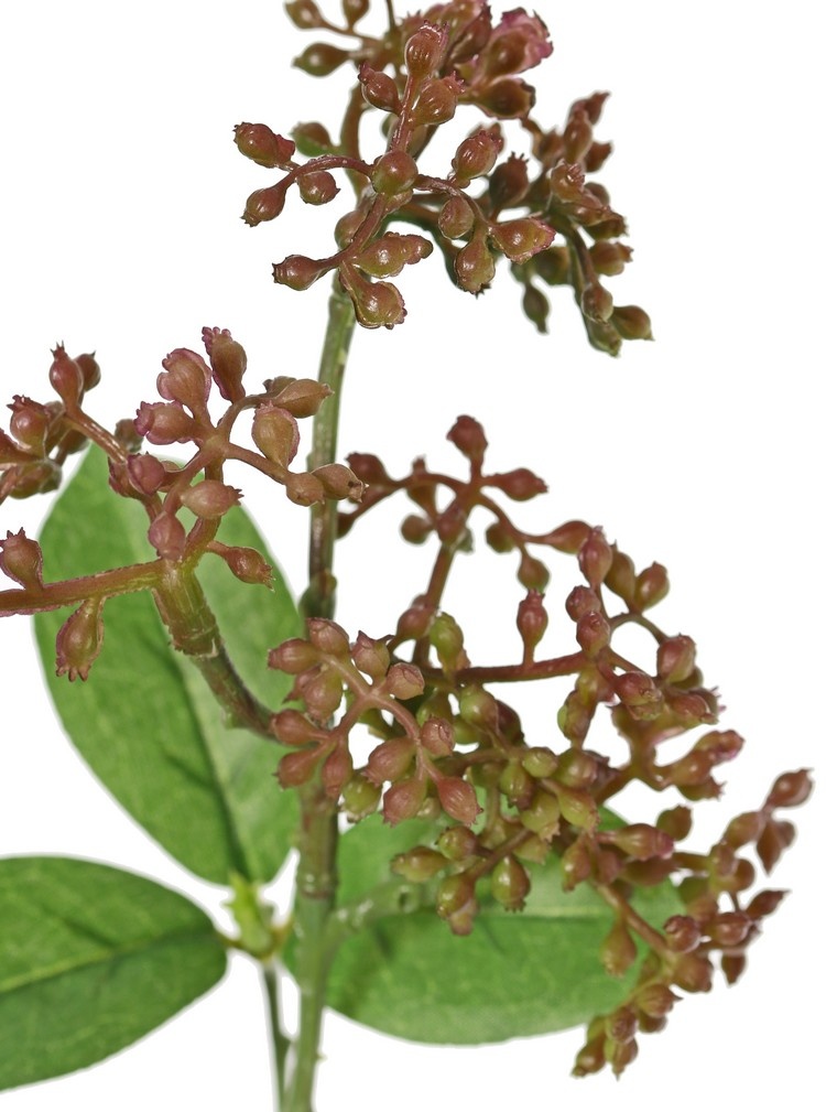 Rama Viburnum Tinus ,  5 hojas, 35cm