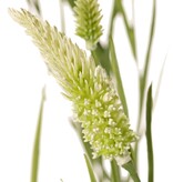 Narrow-leaf clover (Trifolium angustifolium) 4x branched, with 13 flowers & 70 leaves, 80 cm