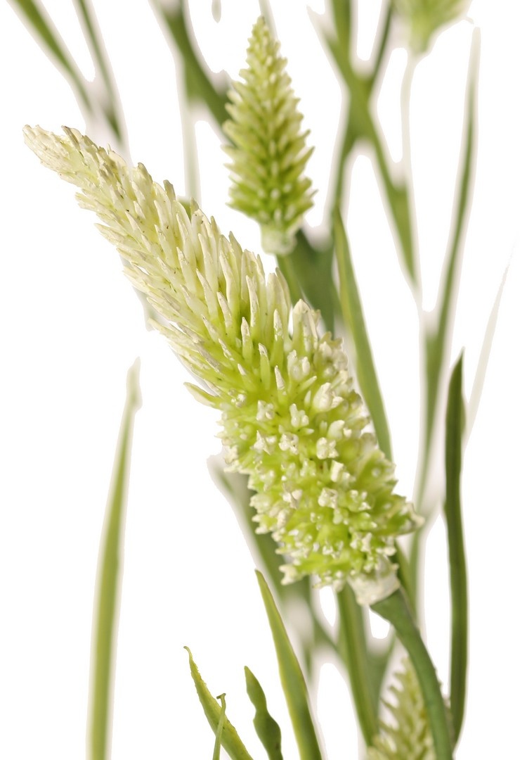 Narrow-leaf clover (Trifolium angustifolium) 4x branched, with 13 flowers & 70 leaves, 80 cm