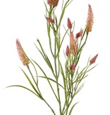 Schmalblättriges Kleeblatt (Trifolium angustifolium) 4-fach verzweigt, mit 13 Blüten und 70 Blättern, 80 cm