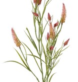 Trébol de hoja estrecha (Trifolium angustifolium) 4x ramificado, con 13 flores y 70 hojas, 80 cm