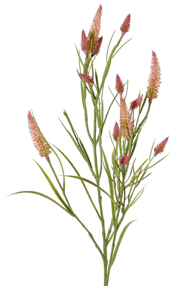 Schmalblättriges Kleeblatt (Trifolium angustifolium) 4-fach verzweigt, mit 13 Blüten und 70 Blättern, 80 cm