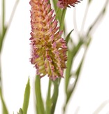 Schmalblättriges Kleeblatt (Trifolium angustifolium) 4-fach verzweigt, mit 13 Blüten und 70 Blättern, 80 cm