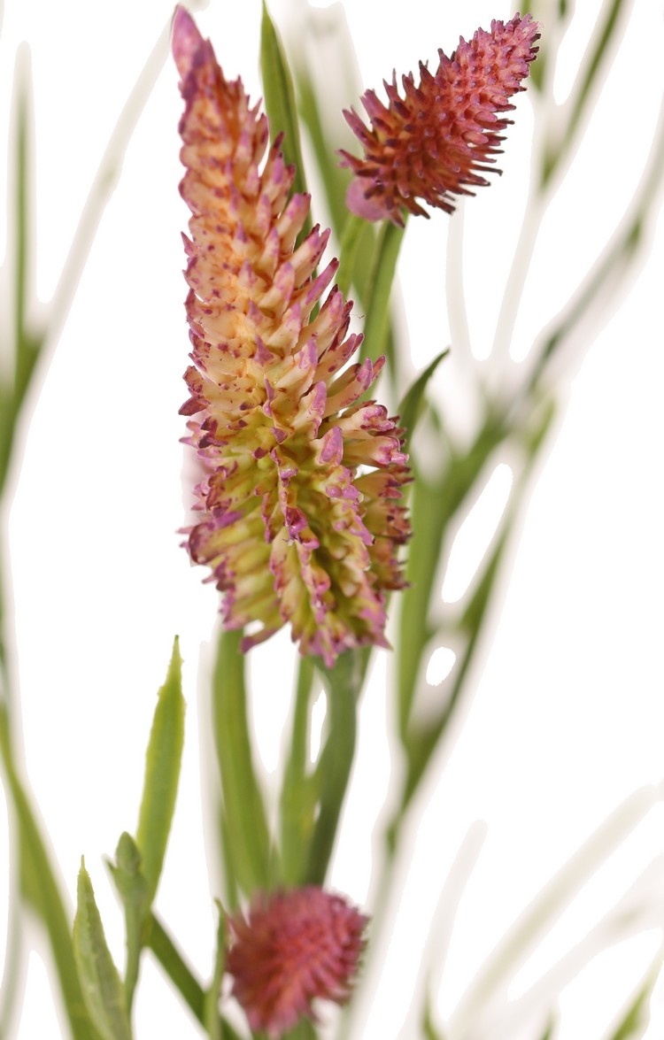 Schmalblättriges Kleeblatt (Trifolium angustifolium) 4-fach verzweigt, mit 13 Blüten und 70 Blättern, 80 cm