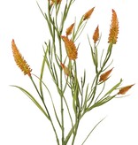 Schmalblättriges Kleeblatt (Trifolium angustifolium) 4-fach verzweigt, mit 13 Blüten und 70 Blättern, 80 cm