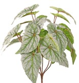 Begonia rex (begonia hoja) 6x ramificado con 21 hojas flocadas, H 34 cm, Ø 30 cm