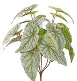 Begonia rex (bladbegonia) 6x vertakt met 21 geflockte bladeren, H 34 cm, Ø 30 cm