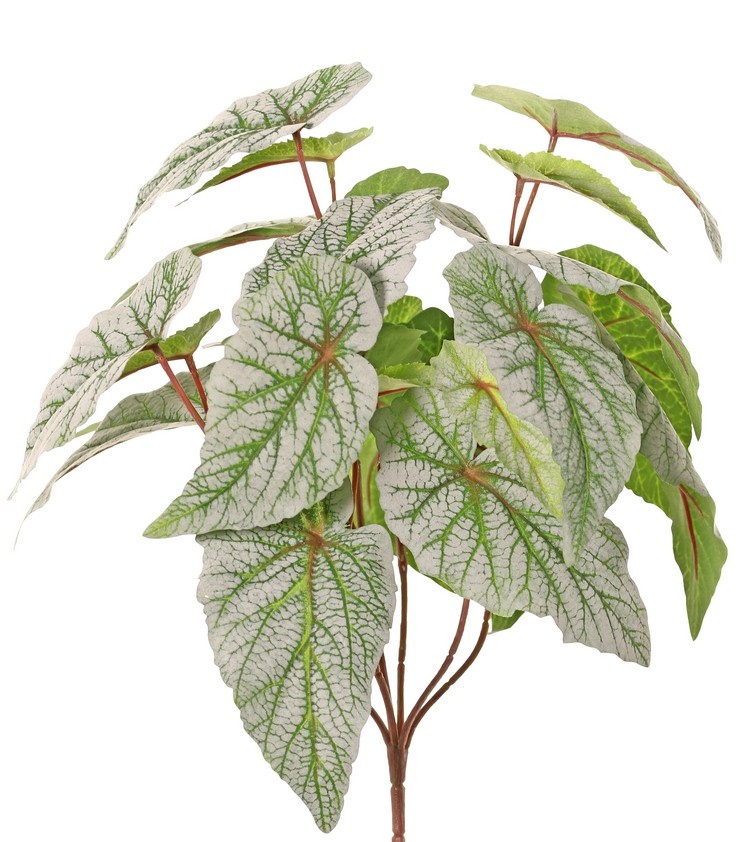 Begonia rex (Blattbegonie) 6-fach verzweigt mit 21 beflockten Blättern, H 34 cm, Ø 30 cm