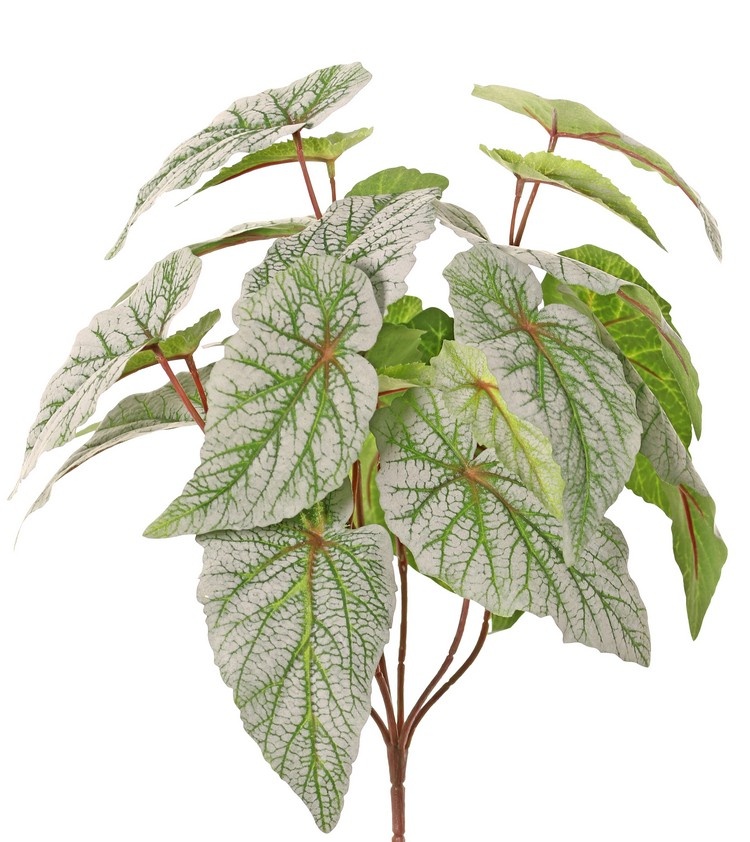 Begonia rex (leaf begonia) 6x branched with 21 flocked leaves, H 34 cm, Ø 30 cm