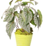 Begonia rex (leaf begonia) 6x branched with 21 flocked leaves, H 34 cm, Ø 30 cm