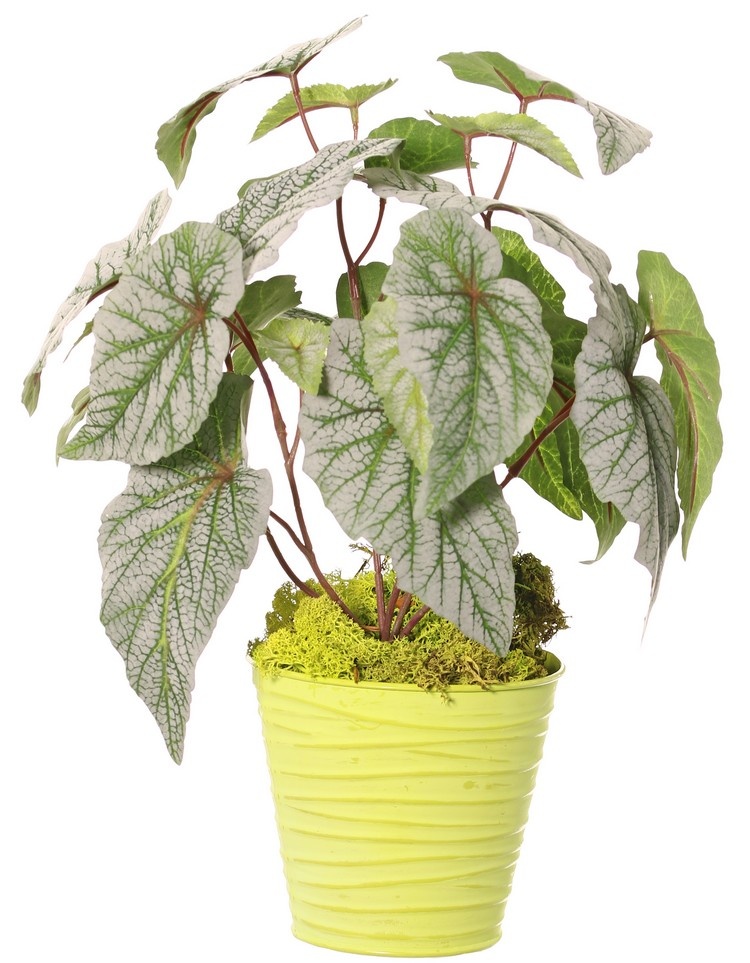 Begonia rex (leaf begonia) 6x branched with 21 flocked leaves, H 34 cm, Ø 30 cm